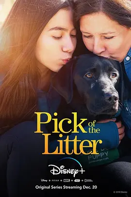 《崽之抉择 Pick of the Litter》 (2019) 【纪录片/家庭/美国】 萌犬成长全记录 | 导盲犬训练营的温情故事 | 高清收藏版